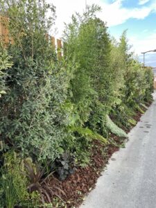 Location de plantes