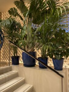 Location de plantes
